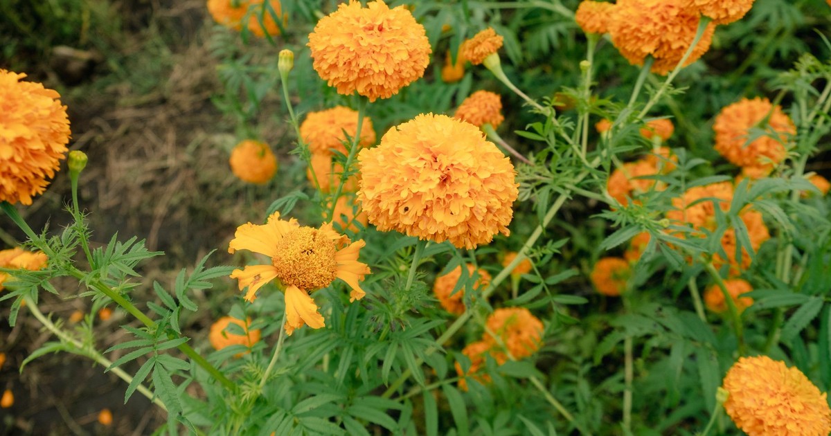 Bright orange marigold flowers in a garden setting, perfect for nature enthusiasts.