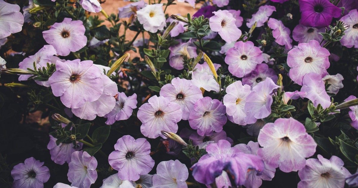 Colorful petunia flowers showcasing varied shades in a vibrant outdoor garden setting.