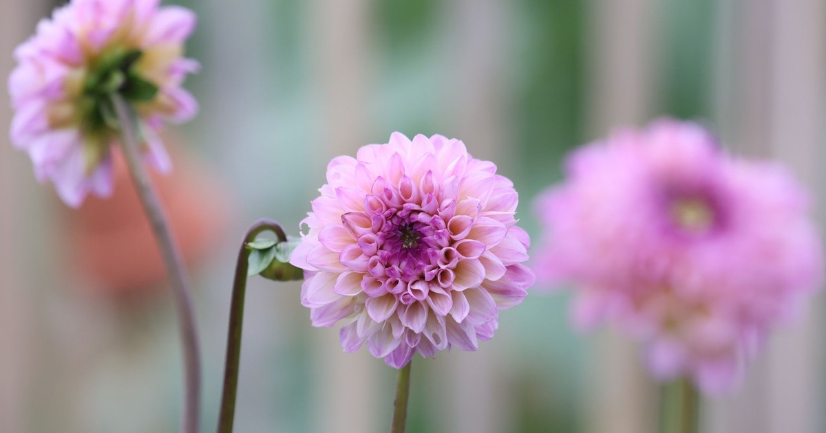 Beautiful close-up of pink dahlias showcasing their intricate petals.