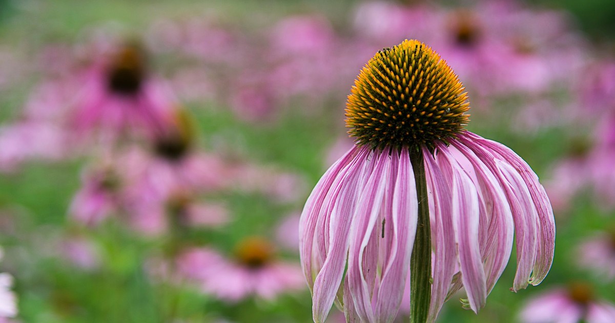 Vibrant close-up of pink echinacea in a field, showcasing natural beauty and intricate floral details.