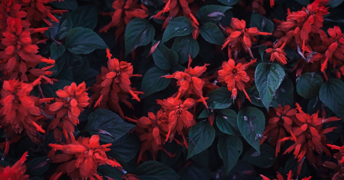 Beautiful red salvias surrounded by lush green leaves, capturing nature's vivid contrast.