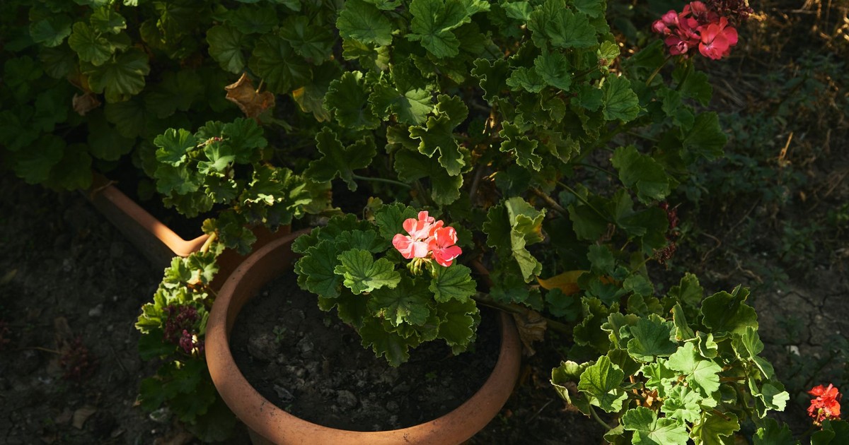 Vibrant pink geranium flowers bloom among lush green leaves in a terracotta pot.
