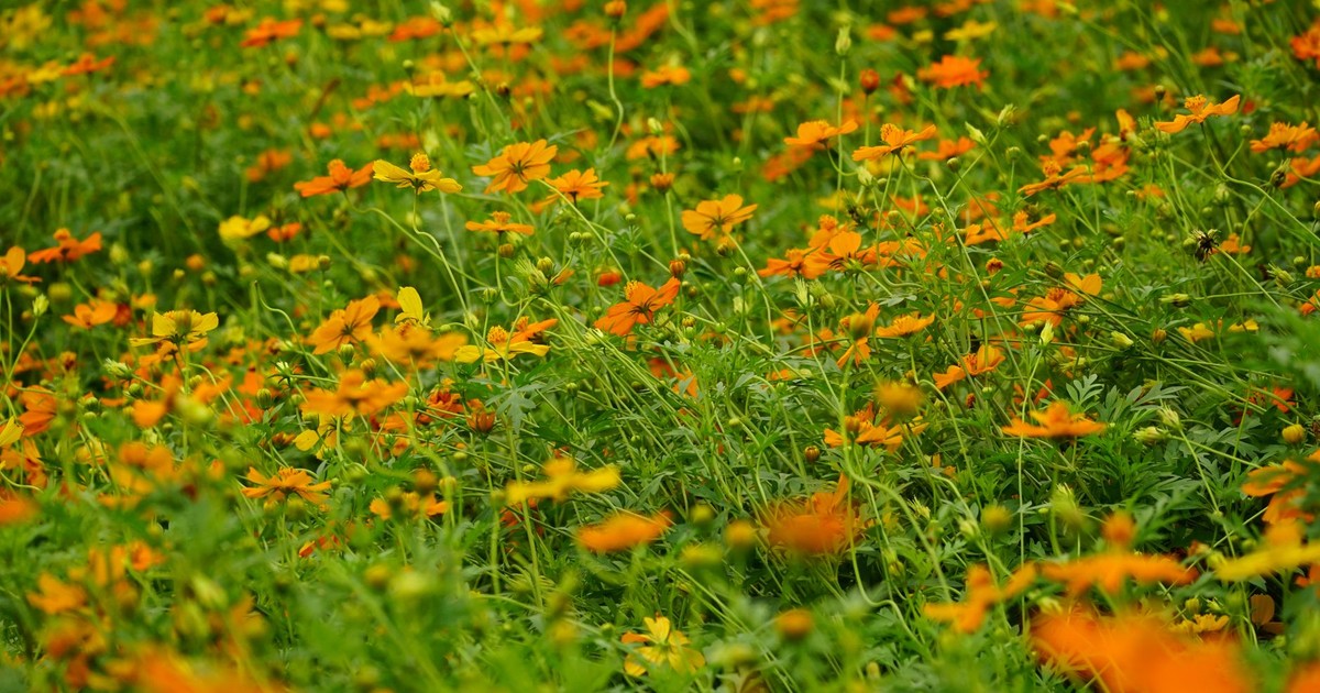 A lush field of orange cosmos flowers in full bloom, showcasing the beauty of summer.