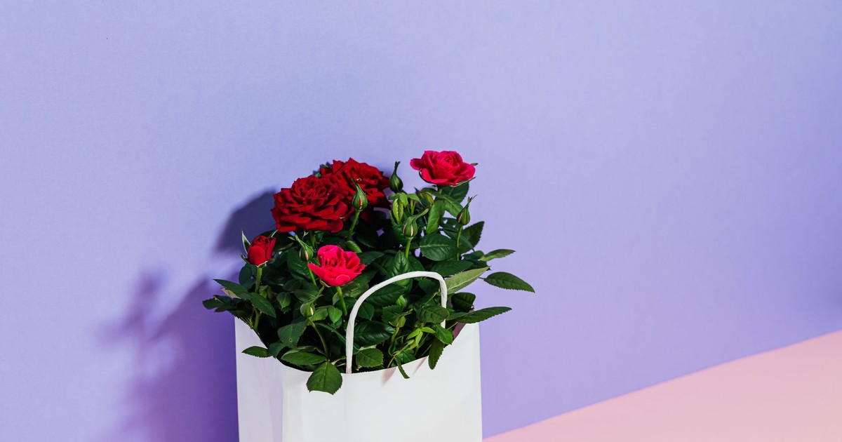 Elegant red roses in a white paper bag against pastel purple and pink background.