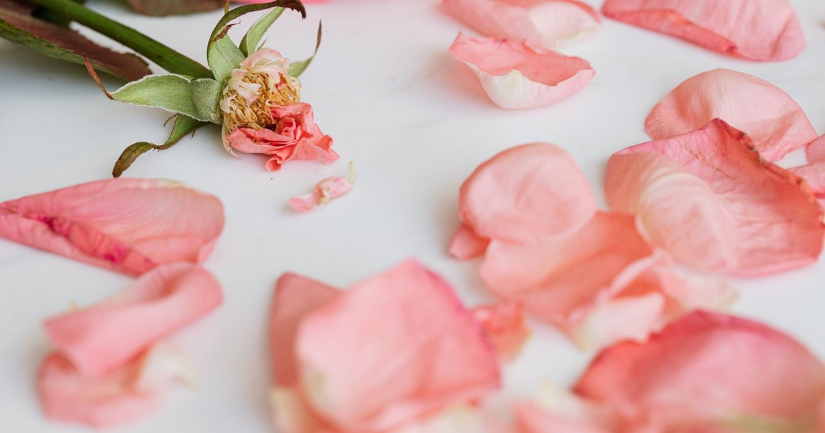 From above withered rose flower and few scattered pink petals on smooth white surface