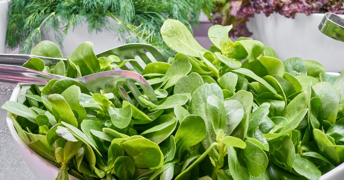 Fresh green salad made with leafy vegetables, perfect for a healthy meal.