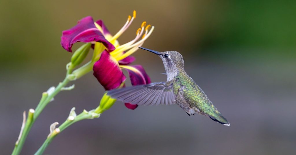 The Flower Colors Hummingbirds Can’t Resist, and Why - Featured image