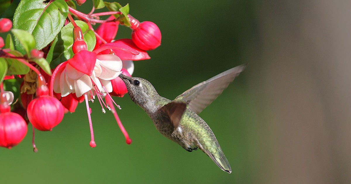 Close-up of an Anna's hummingbird feeding on vibrant fuchsia flowers in a garden setting.