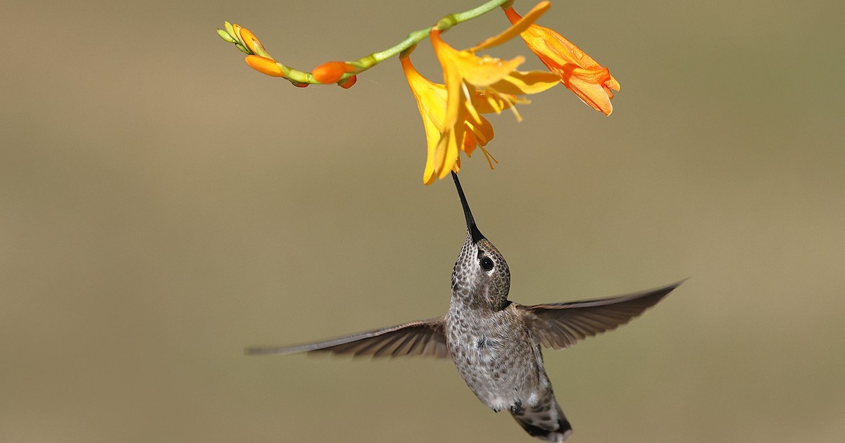 A detailed close-up of an Anna's hummingbird feeding from vibrant orange flowers in a garden.