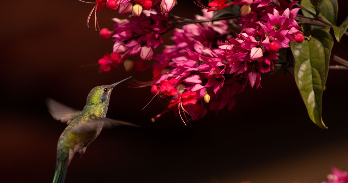 A vibrant hummingbird captured in mid-flight near bright pink flowers, illustrating the beauty of nature.