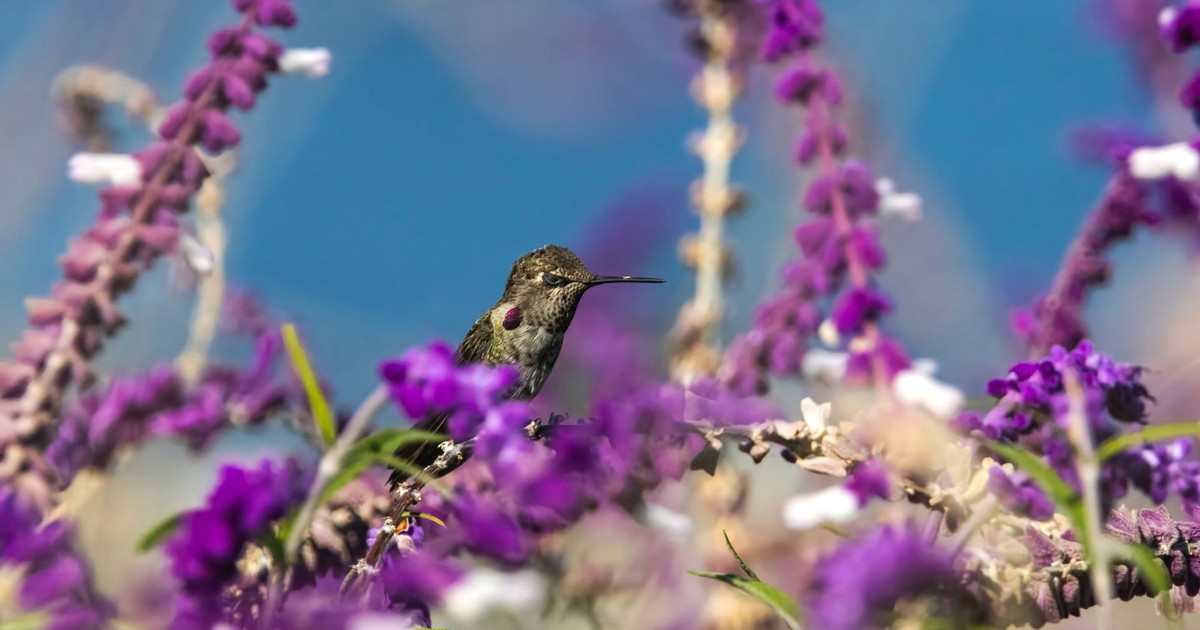 A hummingbird perched amidst blooming purple salvia plants, captured in a colorful wildlife setting.