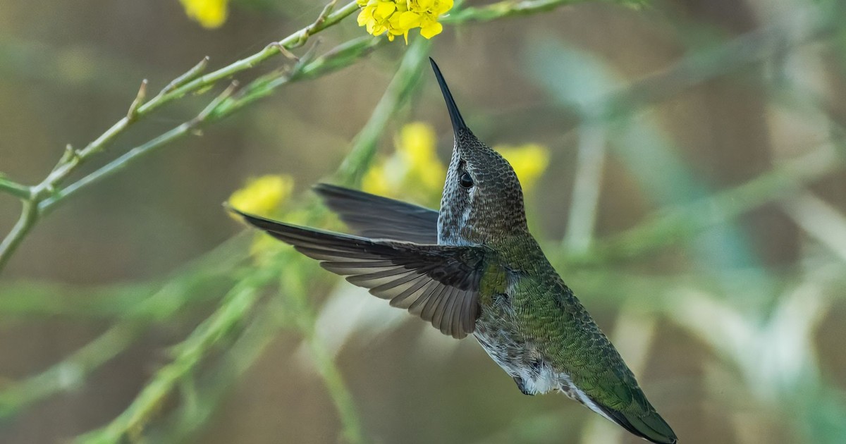 A hummingbird gracefully hovers near vibrant yellow flowers, showcasing nature's beauty.