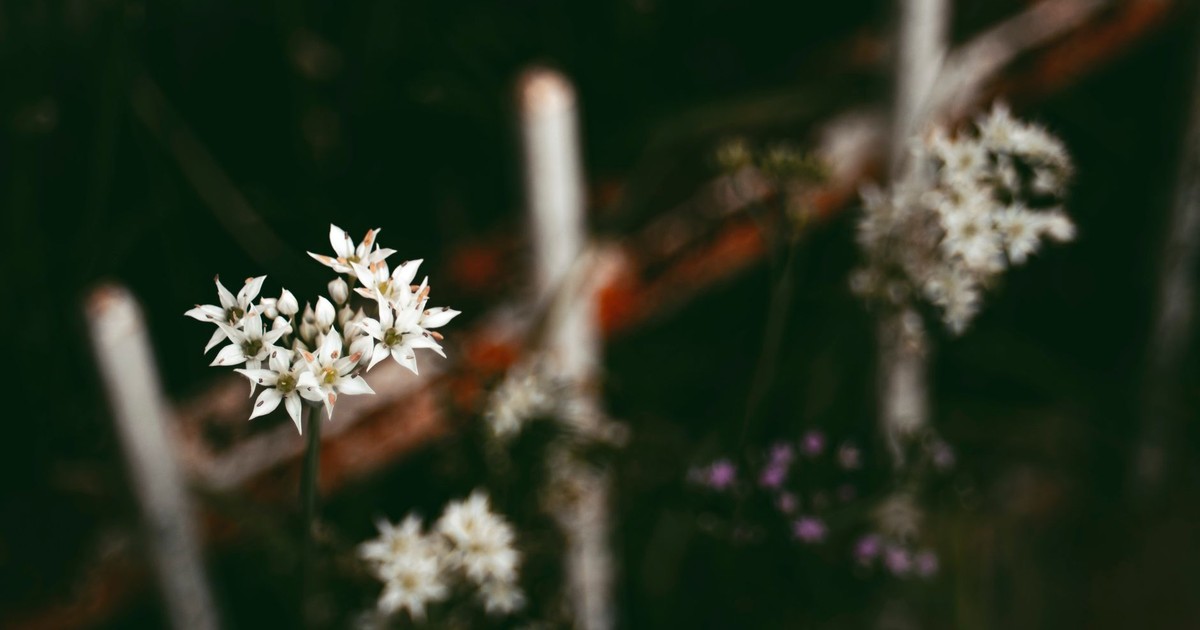 Delicate white wildflowers captured with a soft focus and muted background, creating a serene nature scene.
