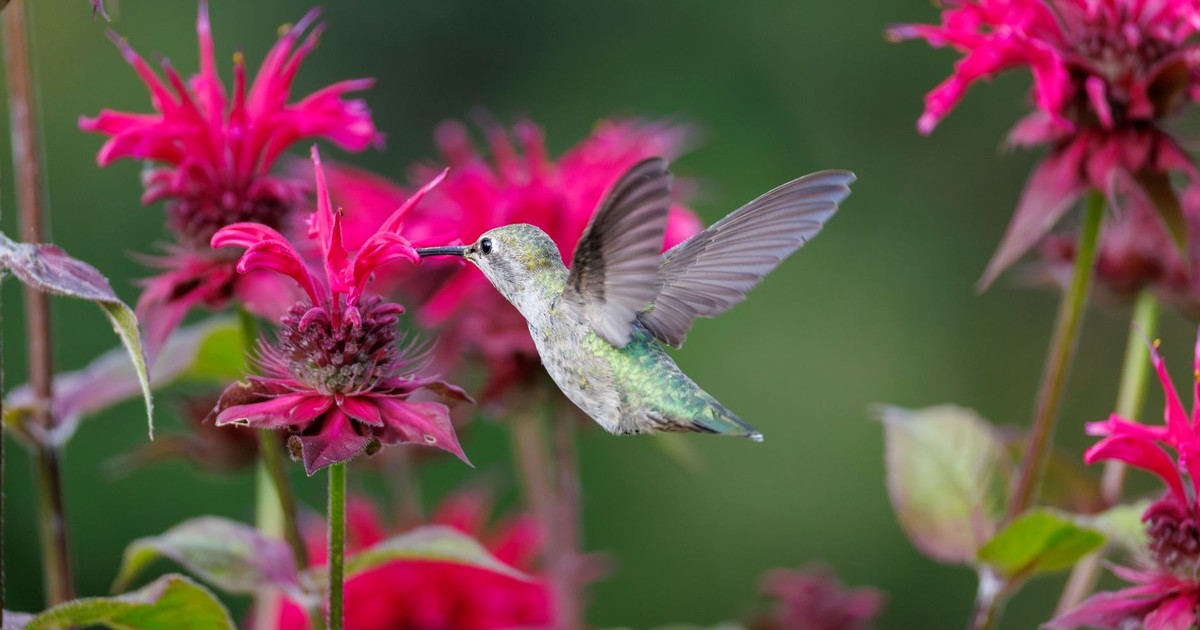 Close-up of a hummingbird feeding on vivid pink flowers in a lush outdoor setting.