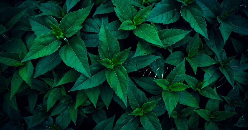 Is Stevia Actually Bad for You? Here’s What the Research Says - Featured image