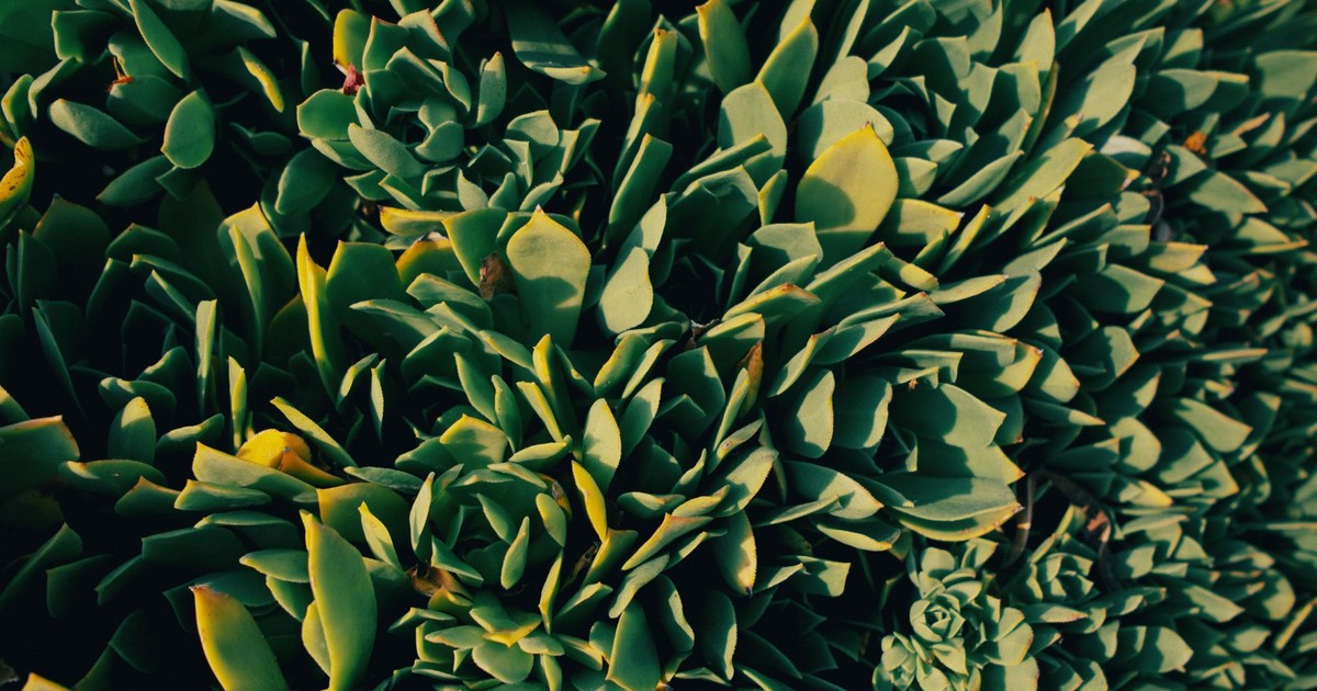 Detailed image of green succulent leaves, perfect for nature and gardening themes.