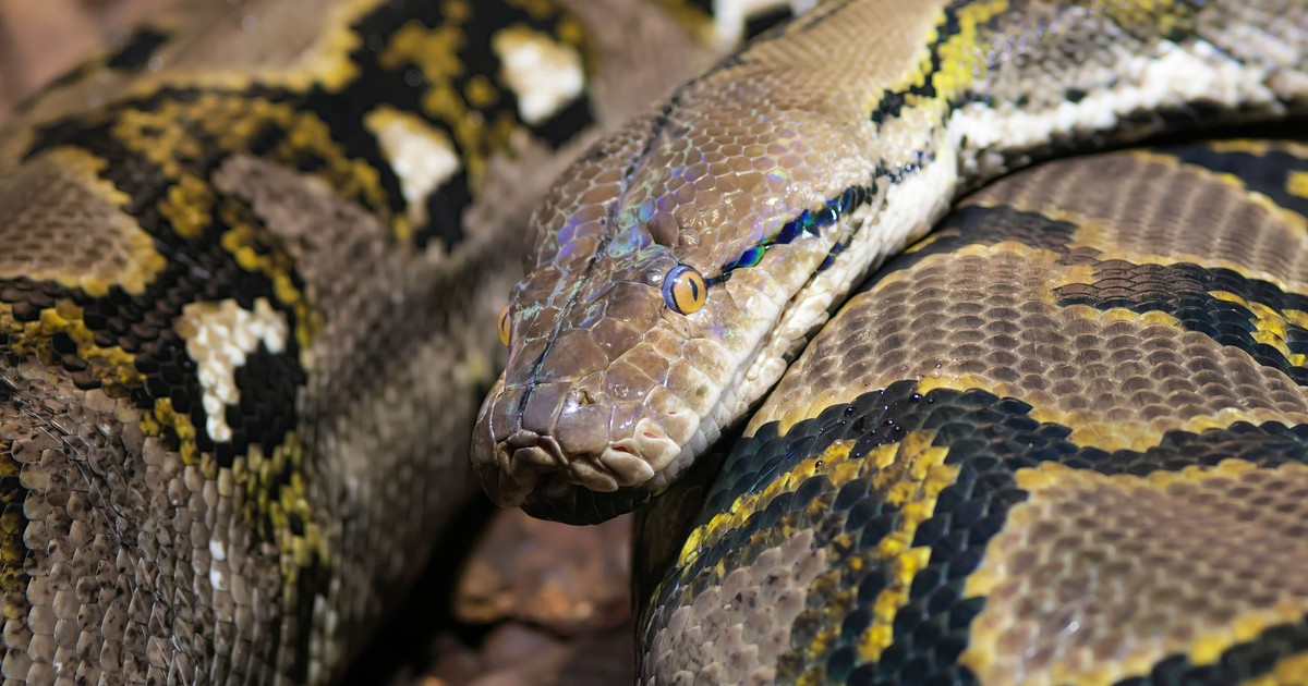 He was walking home from a party, then crushed and swallowed by 23ft python