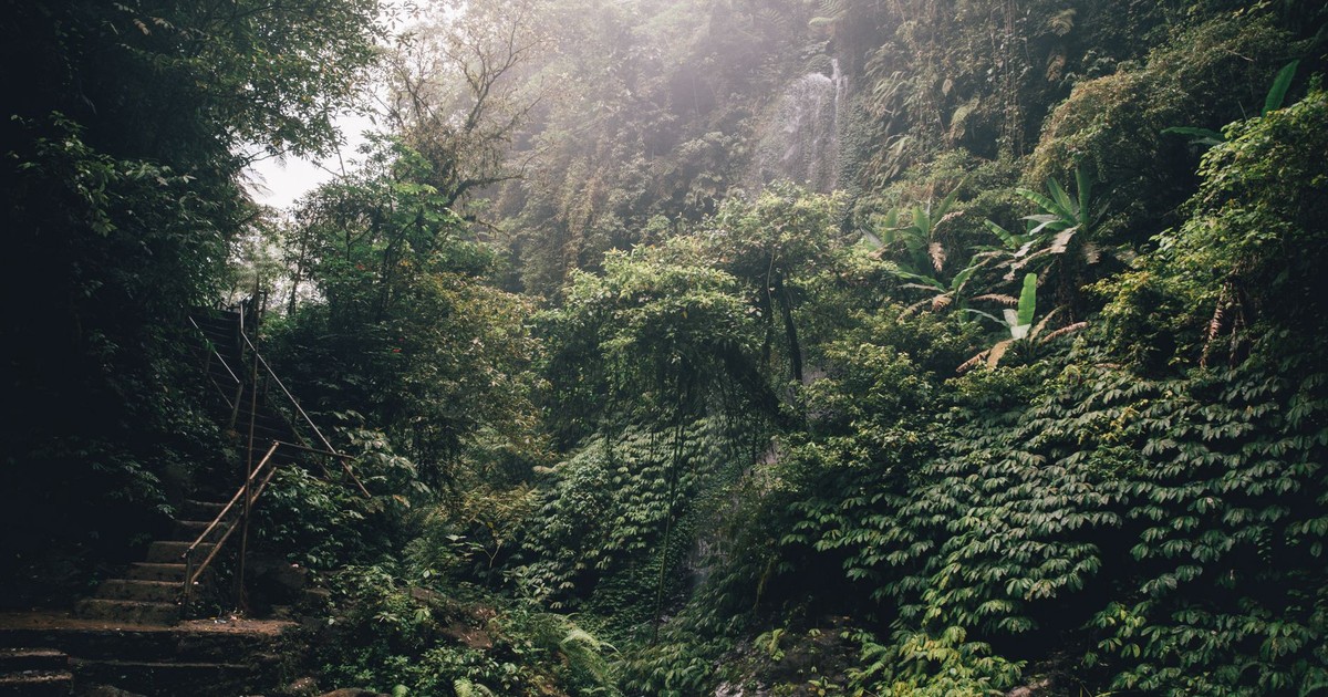 Explore the vibrant green rainforest landscape of Bali, showcasing rich biodiversity and natural beauty.