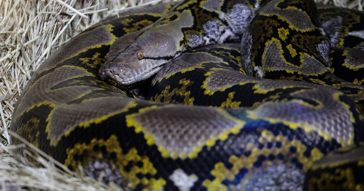 Close-up shot of a reticulated python coiled in a natural setting, highlighting its detailed scales.