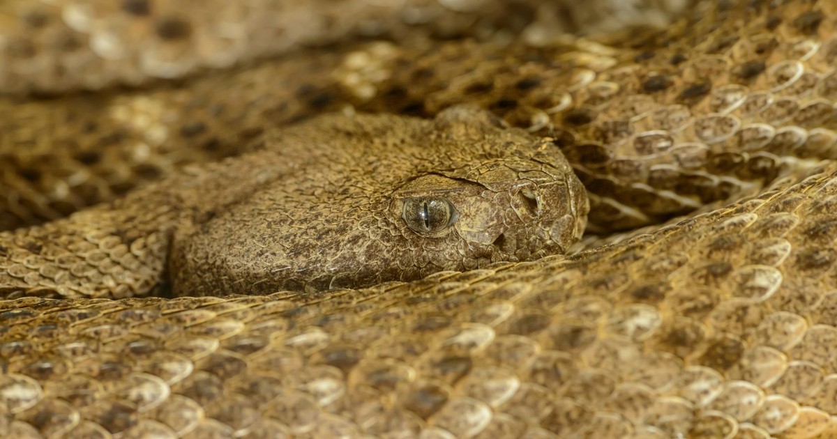 Detailed close-up of a coiled snake showcasing beautiful scale patterns and eye detail.