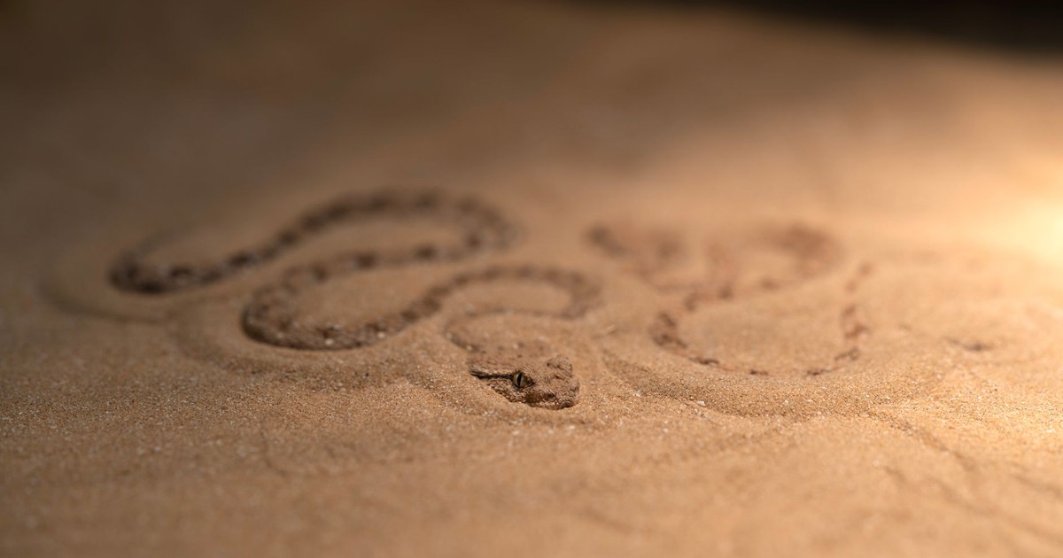 Close-up of a well-camouflaged snake blending seamlessly into the desert sand.