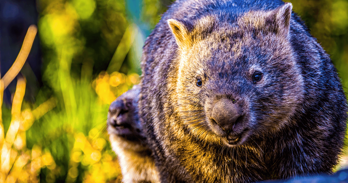 Close-up of a wombat in Kangaroo Valley, showcasing its natural habitat and vibrant fur detail.
