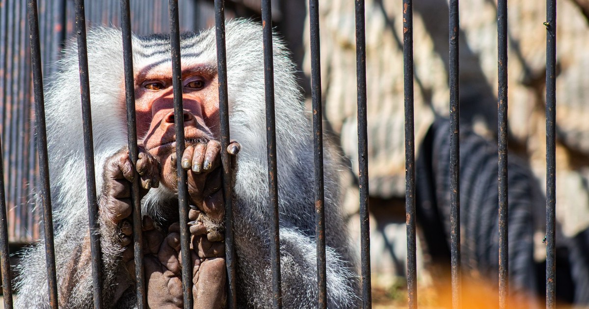 A baboon sitting behind zoo bars, showcasing wildlife in captivity.