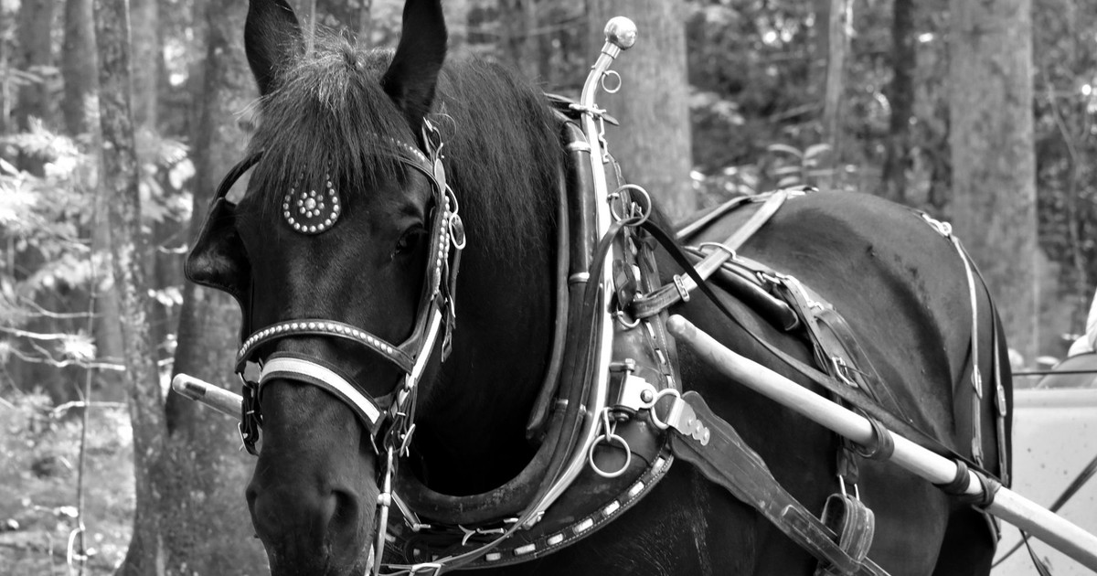 Black horse wearing traditional carriage harness in Knoxville forest.