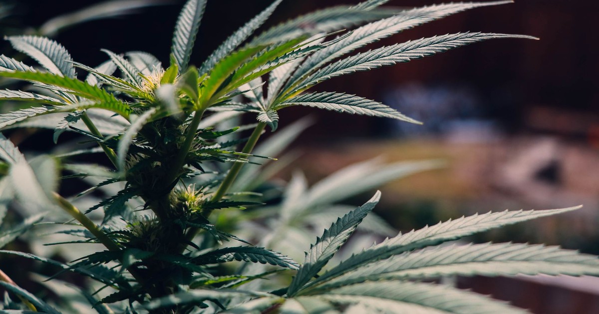 Detailed view of cannabis plant showcasing vibrant green leaves and outdoor setting, perfect for medical and botanical themes.