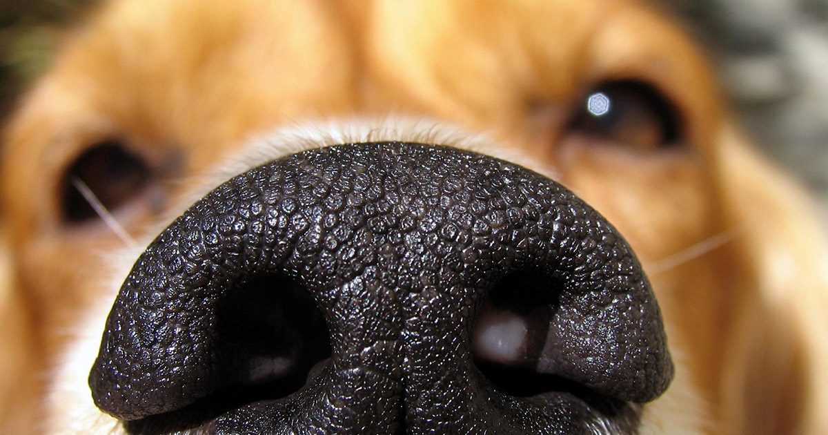 Your Dog’s Anxiety Can Likely Be Fixed with a ‘Sniffing’ Yard (not a big yard)