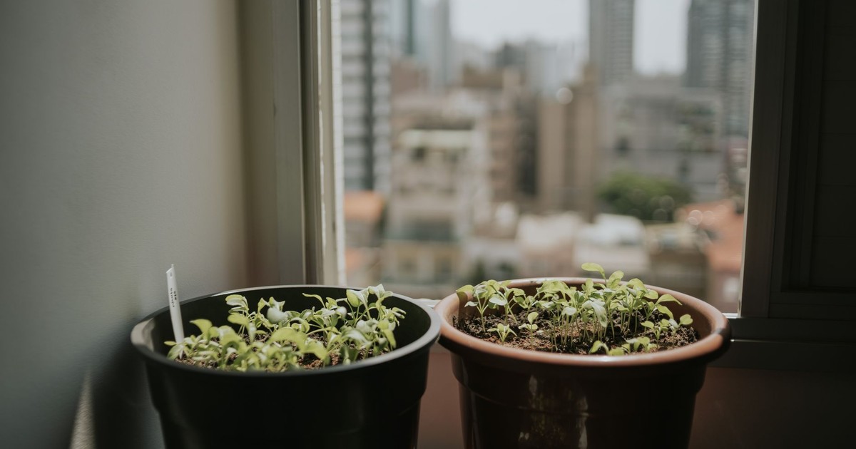 Two potted plants on a windowsill with a blurred cityscape in the background, capturing urban gardening.