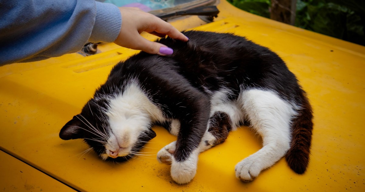A relaxed cat sleeps on a yellow car hood while being petted, showcasing tranquility in Rize, Türkiye.