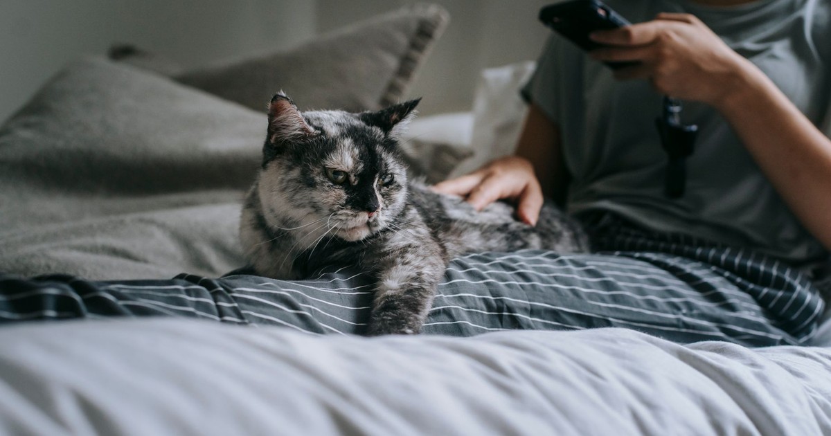 Unrecognizable female browsing smartphone and petting dappled cat while lying on bed with cushions in bedroom during weekend in cozy apartment
