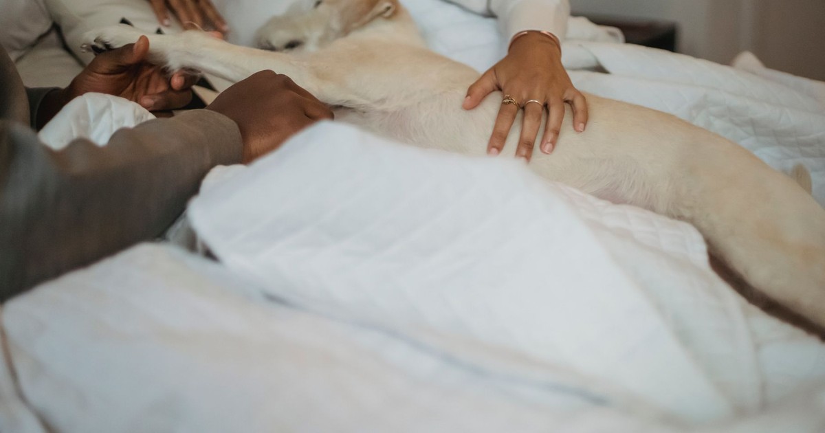 High angle of crop faceless black couple in casual clothes caressing lazy purebred dog while relaxing together on comfy bed during weekend at home