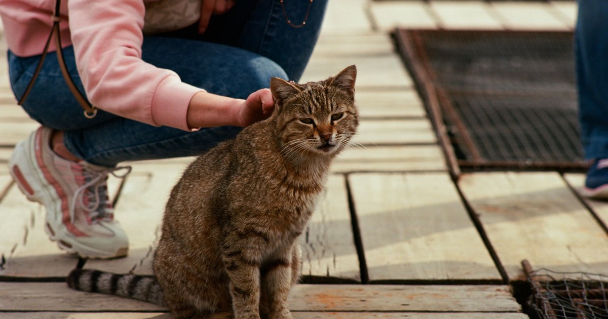 A tabby cat being affectionately petted by a woman on a wooden deck outdoors.