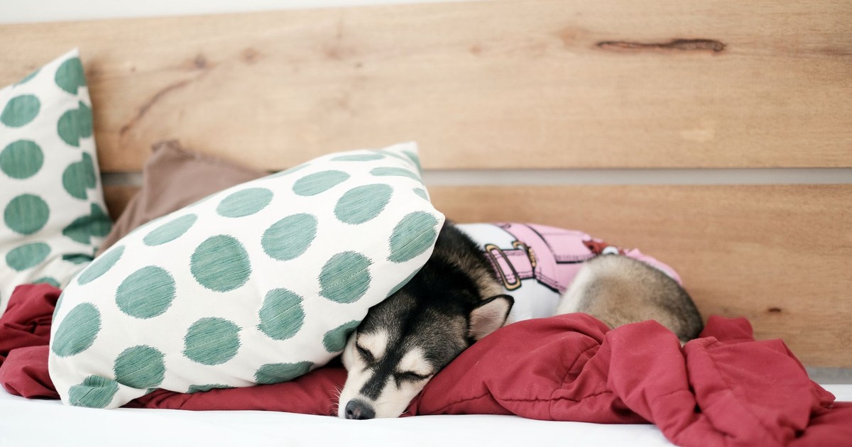 Adorable husky puppy sleeping under pillows on a cozy bed indoors.