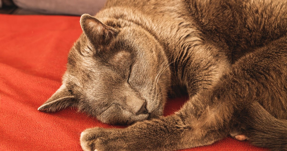 A peaceful cat sleeping soundly on a vibrant red blanket indoors.