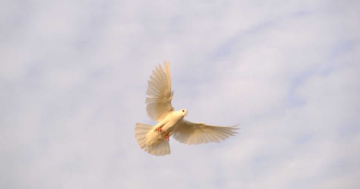 A serene capture of a white dove flying in the open sky symbolizing peace and freedom.