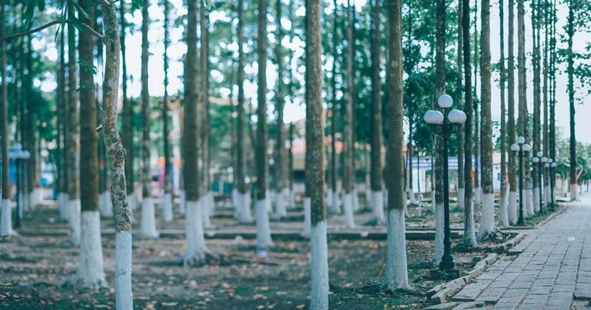 A tranquil forest pathway surrounded by vertical trees, creating a serene escape in nature.