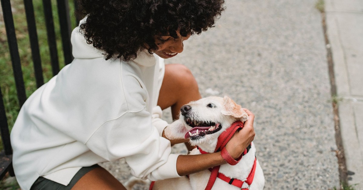 From above happy African American female squatting near metal fence while playing with white dog on leash in city on sidewalk in street