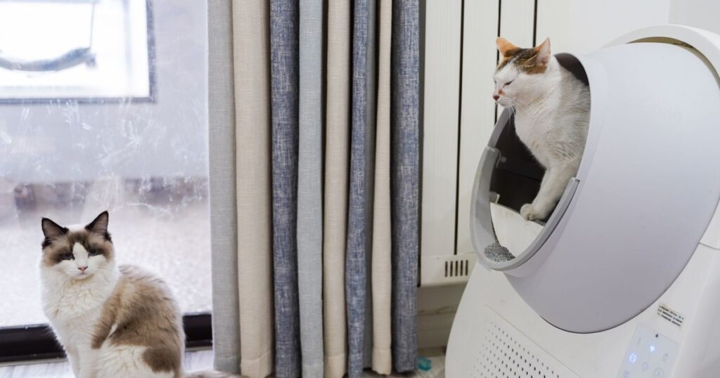 Vets Give Warning: Worst Place To Put Your Cat’s Litter Box - Featured image