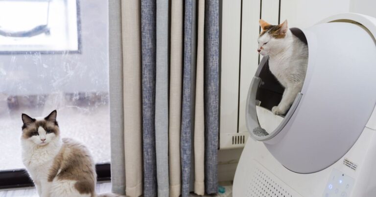 Vets Give Warning: Worst Place To Put Your Cat’s Litter Box - Featured image