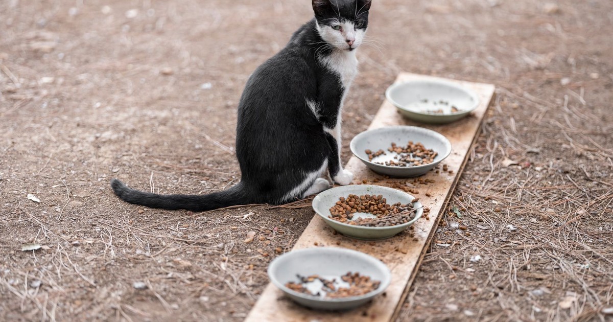 Stray black and white cat sits beside bowls of food on a wooden plank outdoors.