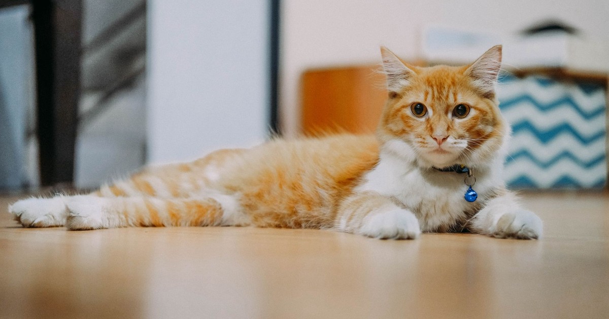 Charming ginger tabby cat lying on the floor indoors with a blue collar and bell.