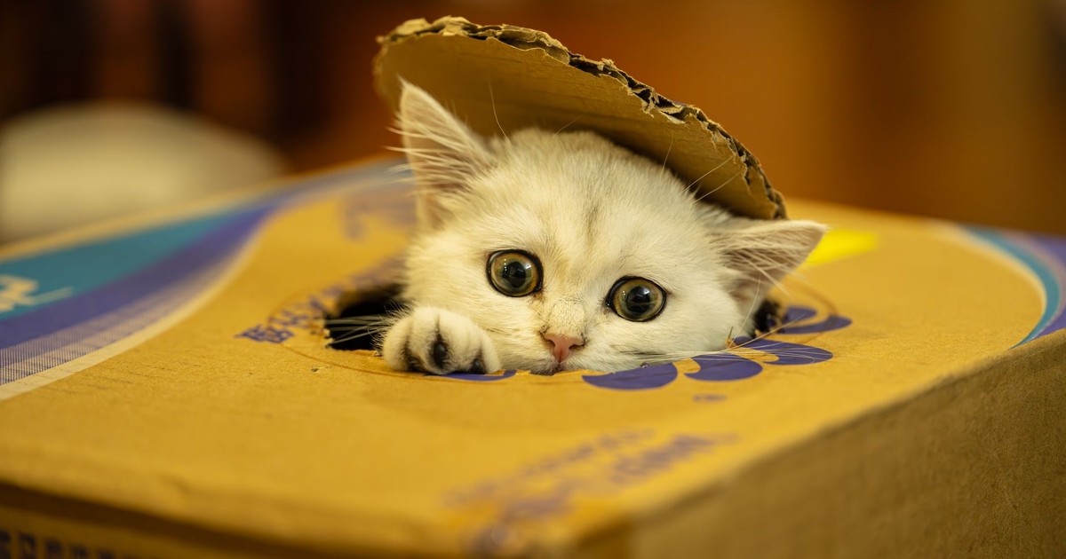 Adorable white kitten peeking out of a cardboard box with playful eyes.