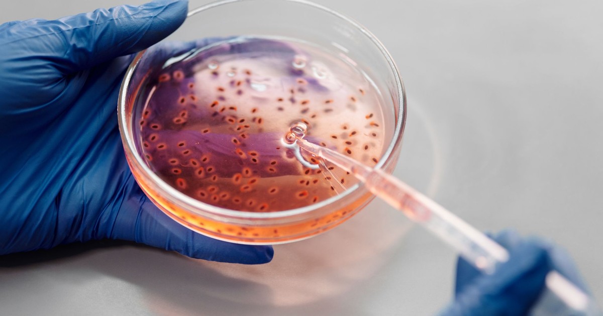 Laboratory close-up of hands in gloves holding a petri dish with pink liquid using a pipette.