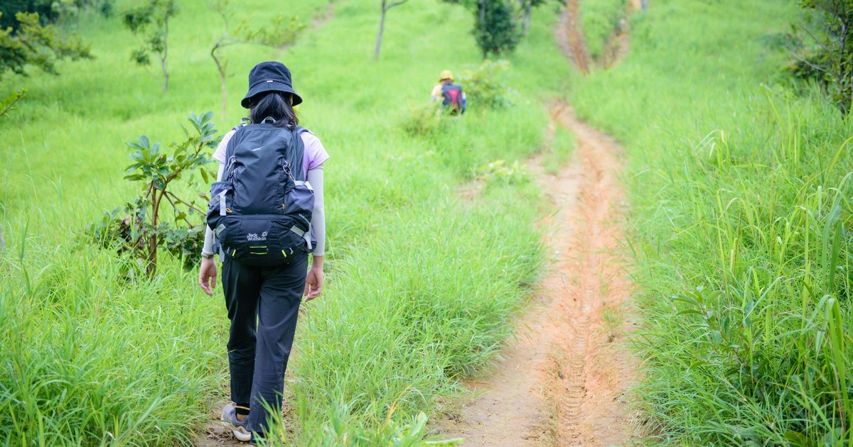 An adventurer walks along a winding forest trail surrounded by vibrant green grass. Ideal for nature and travel themes.