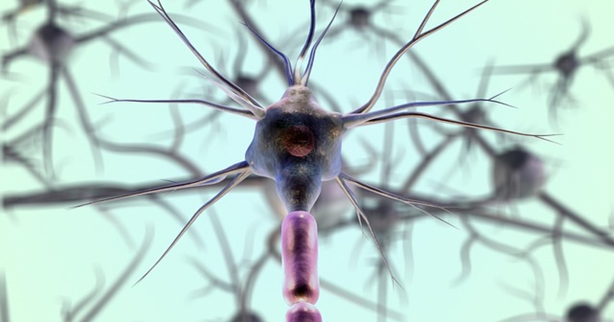 neurons