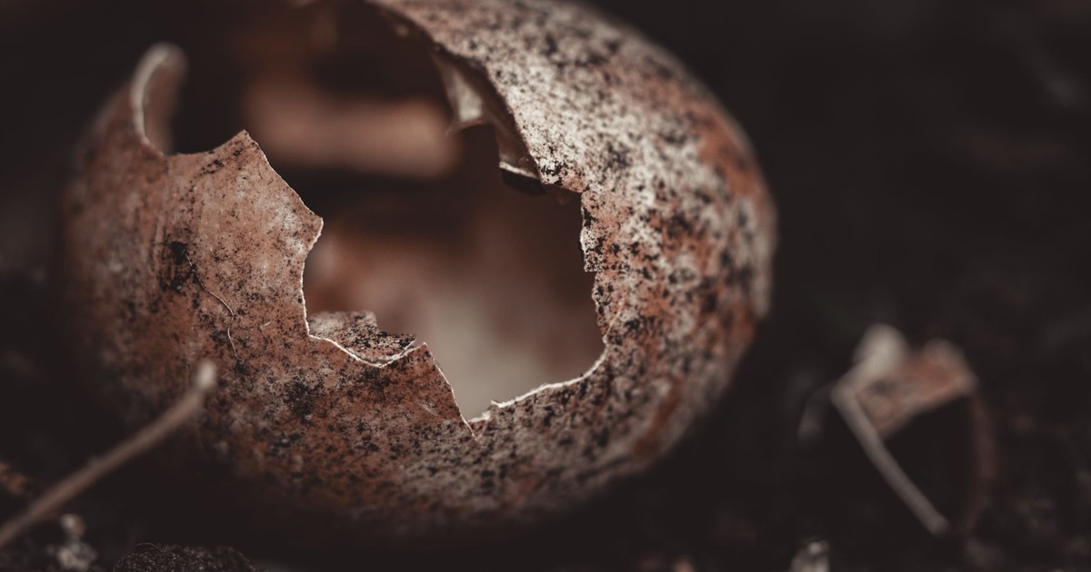Detailed close-up of a weathered eggshell on dark soil, highlighting texture and decay.