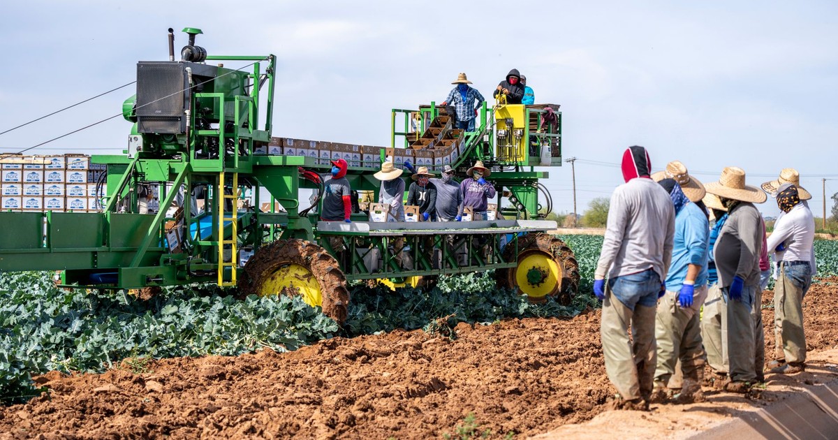 Farm workers use a combine harvester for harvesting crops on a sunny day.